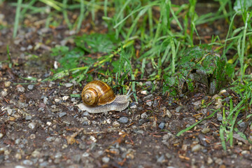 Roman snail crawling on a gravel road