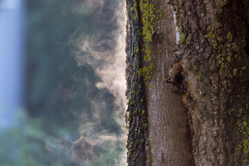 Tree trunk steaming in the light of the morning sun