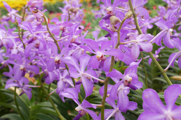 Fototapeta na wymiar KUALA LUMPUR, MALAYSIA -DECEMBER 17, 2019: Colorful tropical & exotic orchids flower in plants nursery. Grown in a large group to form a beautiful garden. 