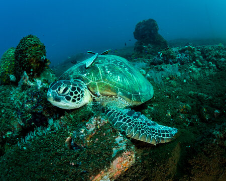 Turtle resting on the bottom of the ocean. Philippines.