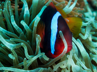 Naklejka na ściany i meble False clown anemone fish (Amphiprion ocellaris) peeking out of its anemone in Philippines.