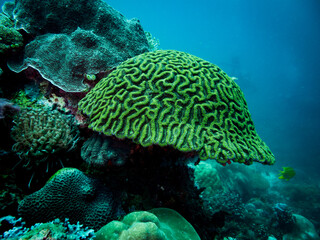 Colorful coral reef, underwater photo, Philippines - obrazy, fototapety, plakaty
