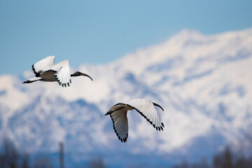 Ibis sacro