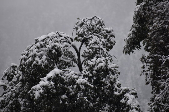 Beautiful picture of tree branch covered with snow in nainital uttarakhand