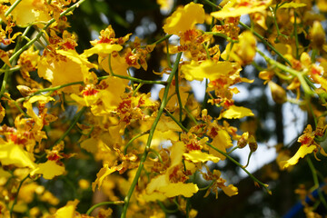 KUALA LUMPUR, MALAYSIA -DECEMBER 17, 2019: Colorful tropical & exotic orchids flower in plants nursery. Grown in a large group to form a beautiful garden.  
