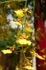 KUALA LUMPUR, MALAYSIA -DECEMBER 17, 2019: Colorful tropical & exotic orchids flower in plants nursery. Grown in a large group to form a beautiful garden.  
