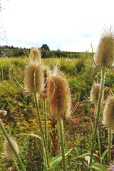 wild flowers in the field