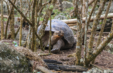Giant Galapagos Tortoise (one animal in the woods), big endemic animal of Galapagos wildlife end symbol for Darwin's evolution theory