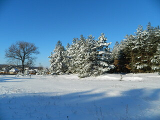 Fototapeta premium snow covered trees