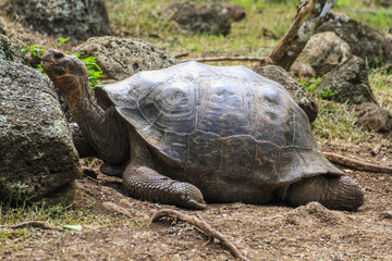 Giant Galapagos Tortoise (one animal), big endemic animal of Galapagos wildlife end symbol for...