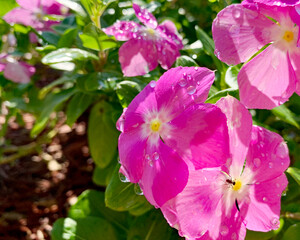Pink Flowers in the Morning Sun with Dew Drops 