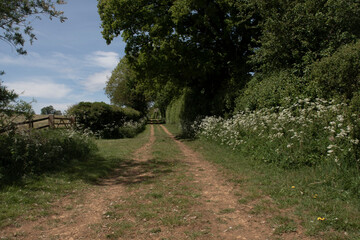 A view down an English country lane in midsummer, with trees, hedgerow, wild flowers and fields. There is a wooden fence with a gate on the left.