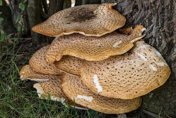 Dryad's Saddle mushrooms (Polyporus Squamosus)