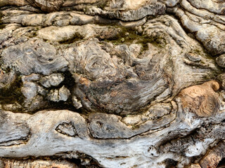 Textured Background of Old Piece of Tree Trunk