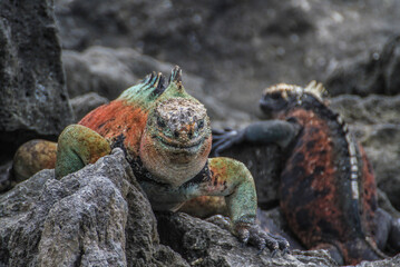 Galapagos wildlife: Multi colored beautiful Marine Iguana resting on volcanic rocks close to the shore at Galapagos Islands, Ecuador