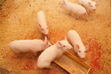 group of pink piglets on a farm among sawdust