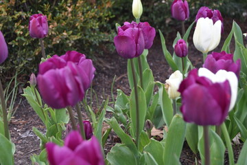 Purple White Tulips