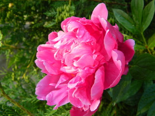 pink peony flower
