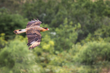 Southern Caracara flying - Parque Nacional da Serra da Canastra - Brasil