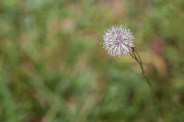 Typical vegetation of the Brazilian Cerrado