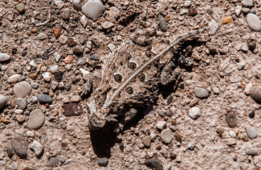 horned lizard blending into rocks in the desert 