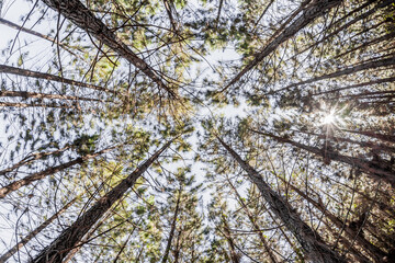 Looking up in a pine forest