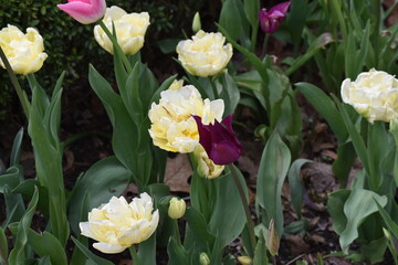 Yellow  Purple Tulips