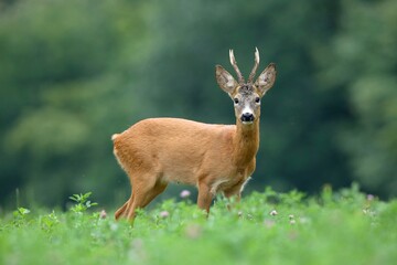 Roe deer, capreolus capreolus, buck standing on meadow in summertime nature. Roebuck looking to the...