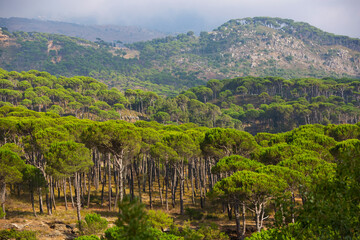 Fototapeta na wymiar Lebanese mountains covered with stone pine forests. Beautiful conifers in Lebanon. Bright juicy green crowns. Southern mediterranean flora