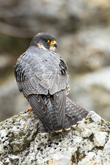 Majestic peregrine falcon, falco peregrinus, standing on rock in spring. Bird of pray looking to the camera on stone from rear view in vertical composition. Wild grey animal with dangerous sight.