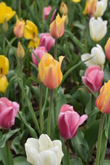 Yellow  Pink Tulips