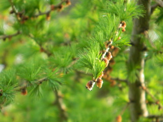 green pine needles