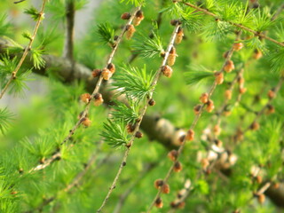 close up of pine needles