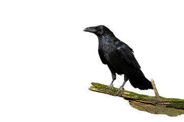Alert common raven, corvus corax, sitting on a bough covered in green moss isolated on white. Wild bird with black plumage and massive beak perching on a branch cut out on blank.