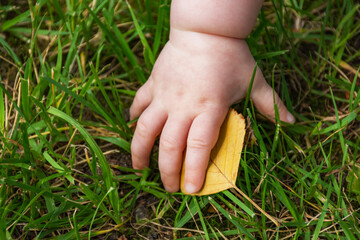 A child's hand and a yellow leaf on the green grass. Soon it will be autumn. Baby's little hand. Yellow poplar fallen leaf. The concept of the arrival of autumn days.