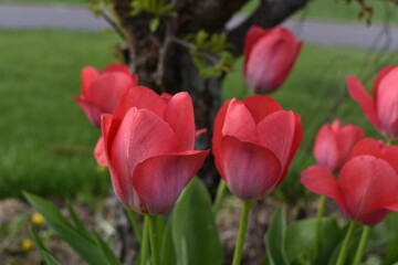 Red Tulips