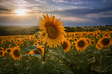 Large sunflower in the sunflower field in front of a beautiful landscape in the evening hours with the sun in the left corner