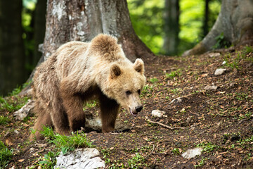 Young brown bear, ursus arctos, walking in forest in summer nature. furry mammal sniffing ground in woodland. Wild huge predator going in wilderness.