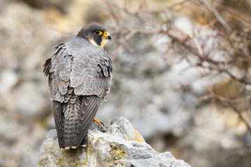Dominant peregrine falcon, falco peregrinus, sitting on rock from back. Majestic hawk looking to the camera on stone in spring nature. Wild bird of pray staring on wilderness.