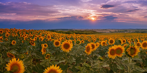 Fototapeta premium atmospheric sunflower field during sunset with a landscape and colorful sky in the background