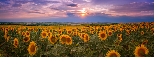 Panorama of a golden yellow sunflower field during sunset with a landscape and a colorful purple-blue sky in the background