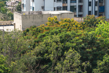 Lush green foliage of green trees around an apartment complex in Mumbai.