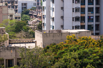 Spring blooms on trees in a congested residential complex in the suburb of Kandivali in the city of...