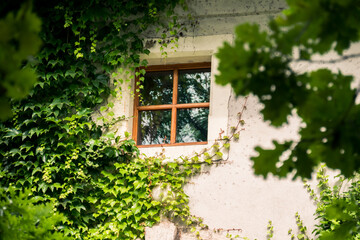 window with green ivy