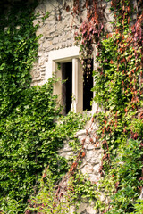 wall with a window covered with ivy
