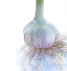 A large head of fresh garlic on a white background