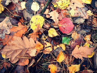 jesienne liście,j esień