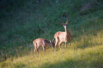 roe deer female and his fawn in green grass in the evening sun