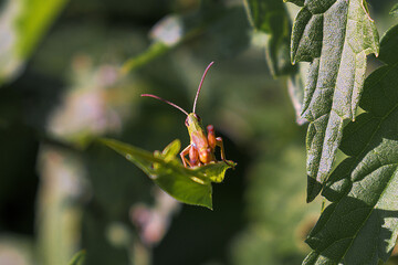 green grasshopper on a leaf