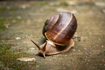 A snail with big helix shell is crawling on the concrete floor. Animal and wildlife photo. Selective focus at it's small eye.